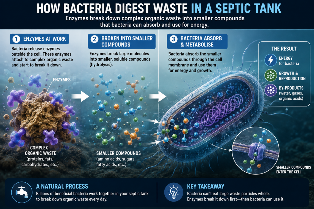 Diagram showing how enzymes break down organic waste into smaller compounds that septic tank bacteria can absorb and metabolise.