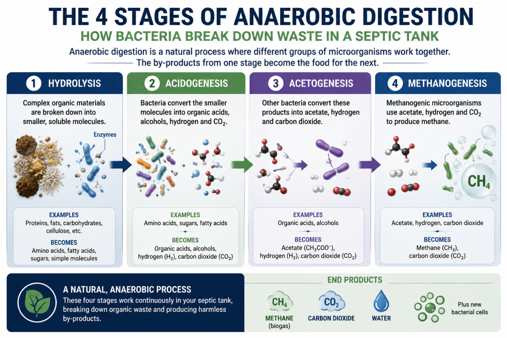 Diagram showing the four stages of anaerobic digestion in a septic tank: hydrolysis, acidogenesis, acetogenesis and methanogenesis.