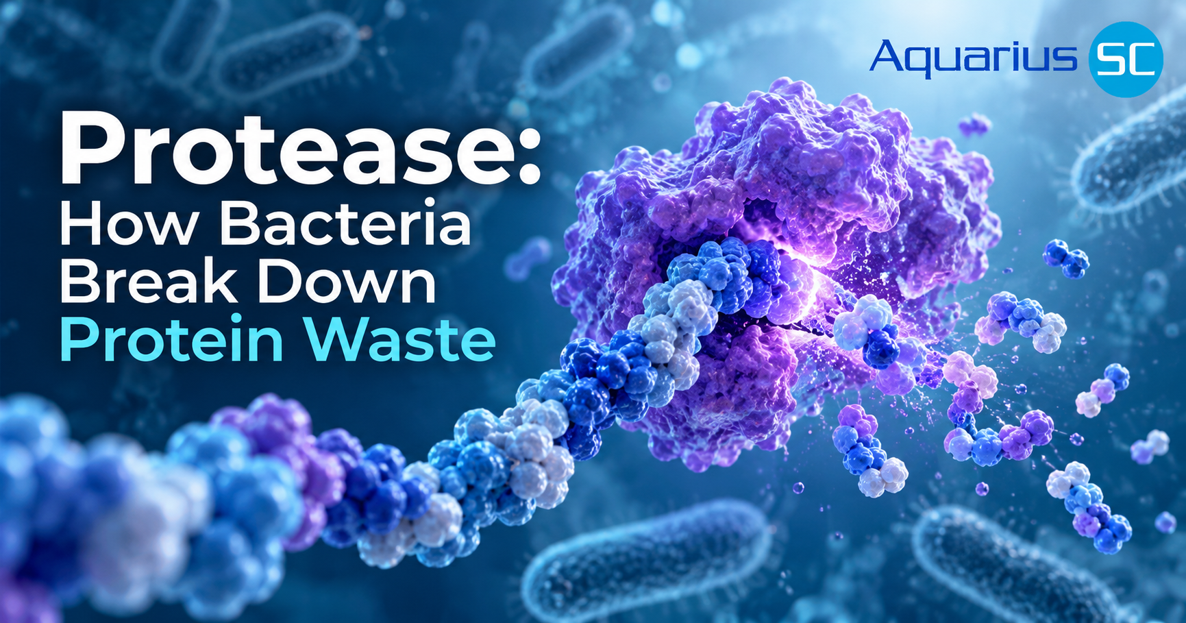 Scientific illustration of a protease enzyme breaking down a protein chain into smaller peptides, demonstrating bacterial protein degradation.
