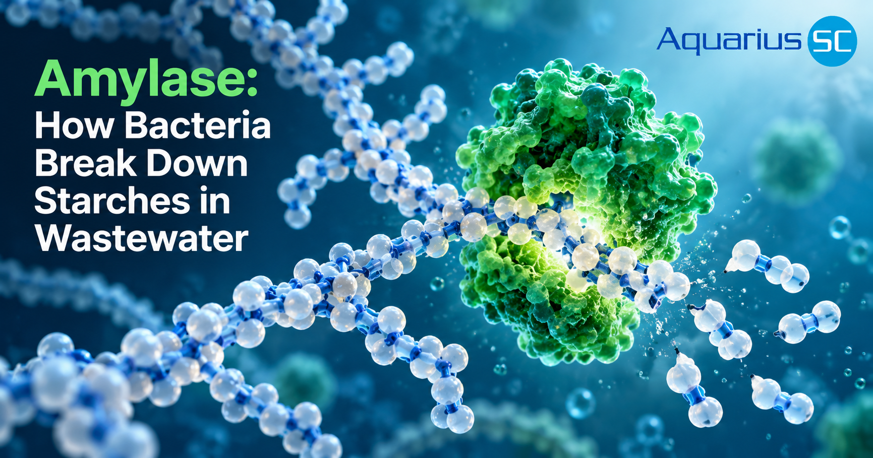 Scientific illustration of a green amylase enzyme breaking down long starch molecules into smaller carbohydrates, demonstrating bacterial starch degradation in wastewater.