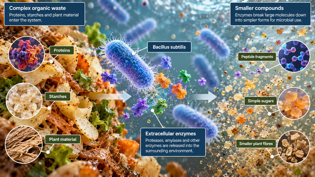 Bacillus subtilis: How Extracellular Enzymes Break Down Organic Waste 2 637a7c02 ef36 4353 8d2b 4e802a01c679