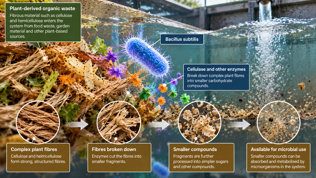 Bacillus subtilis: How Extracellular Enzymes Break Down Organic Waste 3 a4db24b5 e0f6 4242 b7eb fd33241a8b5f