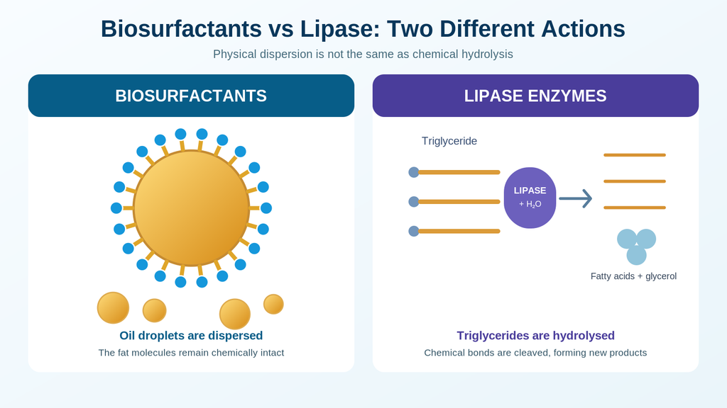 Scientific comparison showing how biosurfactants disperse fats and oils into smaller droplets, while lipase enzymes chemically break down triglycerides into fatty acids and glycerol.